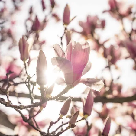La Magnolia-3